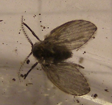 Psychodidae